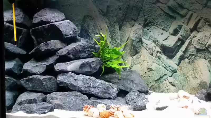 Noch unbewohnter Steinhaufen von Uwe B. (3)