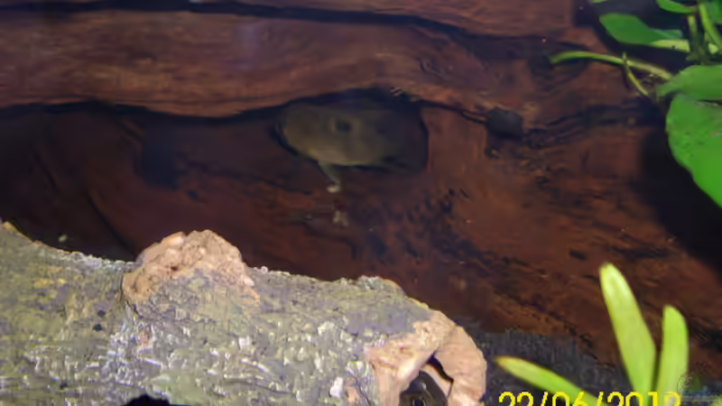 Noch verstecken sich die Maronis von Günther Kröger (42)