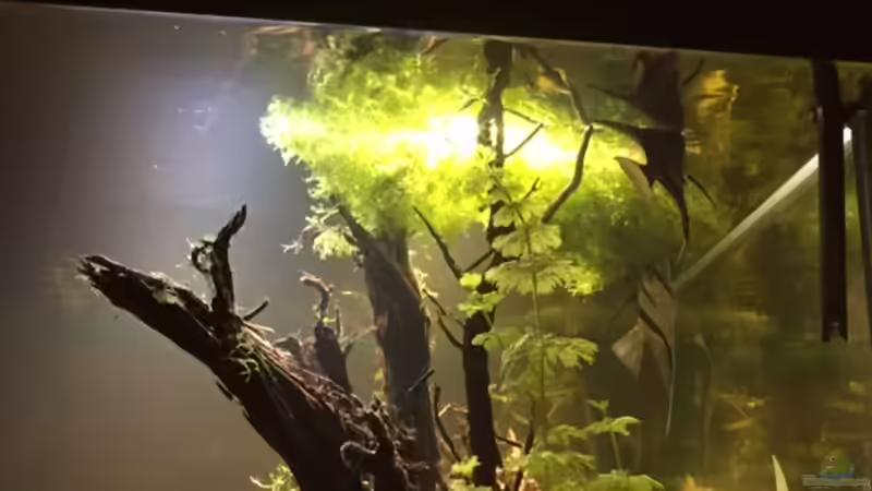 nochmal ..  von Tarmina (12)