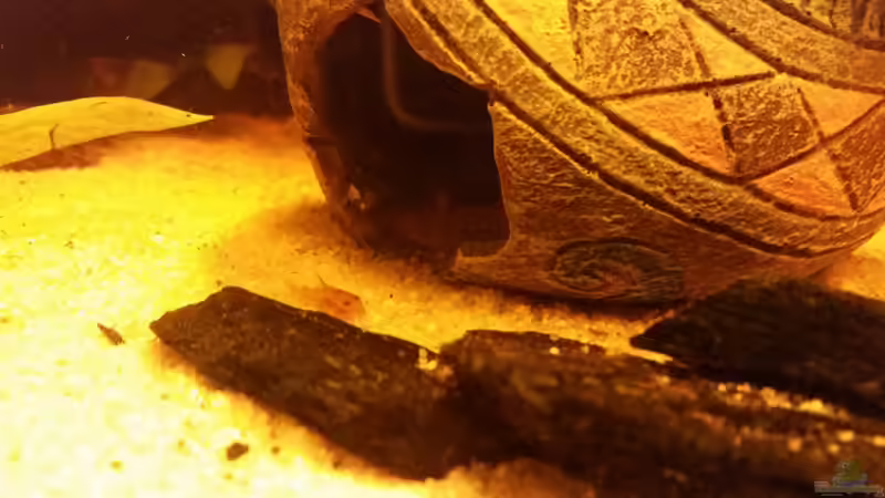 nochmal, etwas näher von SvenDerGroße (29)