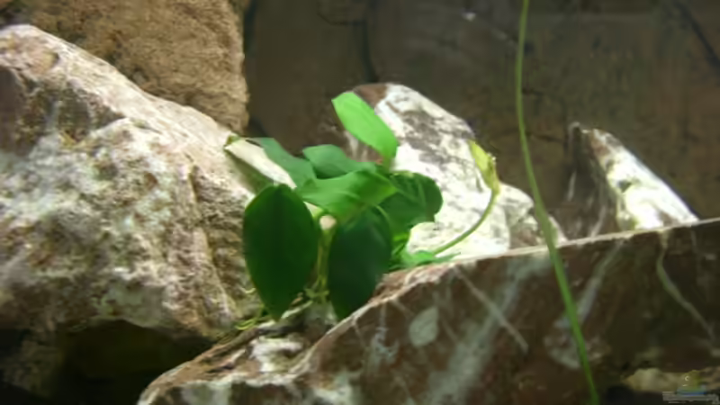 nochmal Anubia :-) von ambrogio (18)