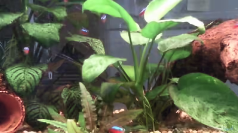 Nochmal Anubias und im Vordergrund Wendt`s Wasserkelch von mikael38 (17)