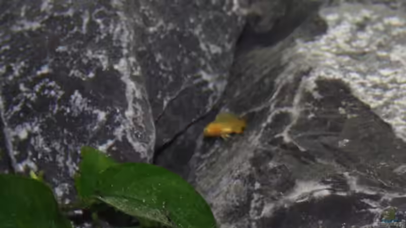 nochmal Baby von JörgsMalawis (64)