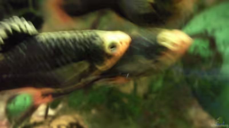 Nochmal Balzende Platys von nah von mikael38 (34)