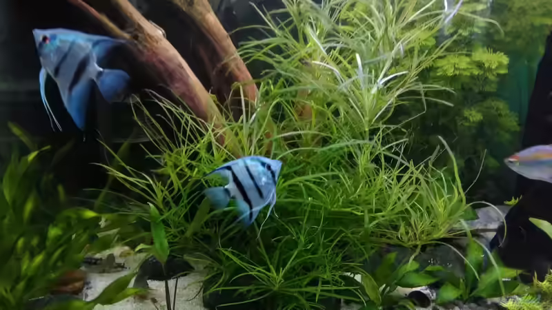 nochmal blaue Skalare von Grünhexe (177)