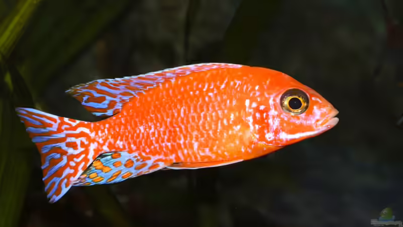 nochmal Bock Nr.1 von Cruiser Bruno (109)