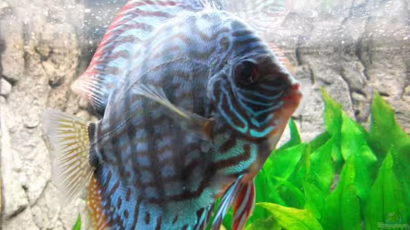 nochmal Brilliantbock 03.09.2010 von Romer (20)