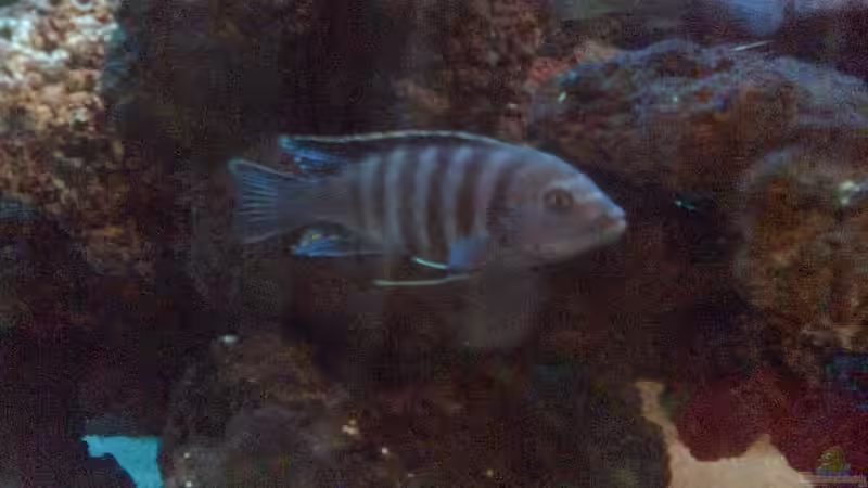 nochmal C. Afra (altes Bild) von Milatz Darian (19)