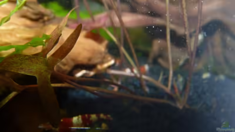 nochmal Chrystal Red von Josef Braun (33)