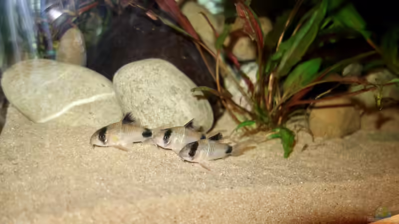 Nochmal Corydoras Panda von NOWI1976 (6)
