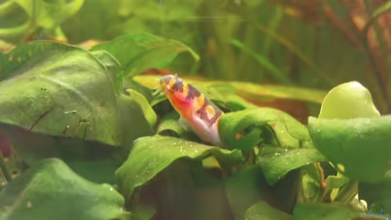 nochmal das Dornauge von Maria Dicke (28)