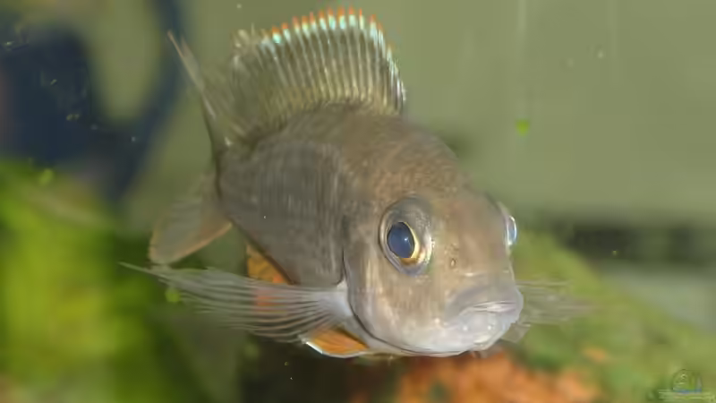 nochmal das nicht schwangere Aulonocara-Weibchen (glaub ich) von Roadrunner 68 (42)