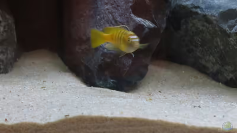 Nochmal das umfärbende Männchen von Pseud. Saulosi von BastiB (59)