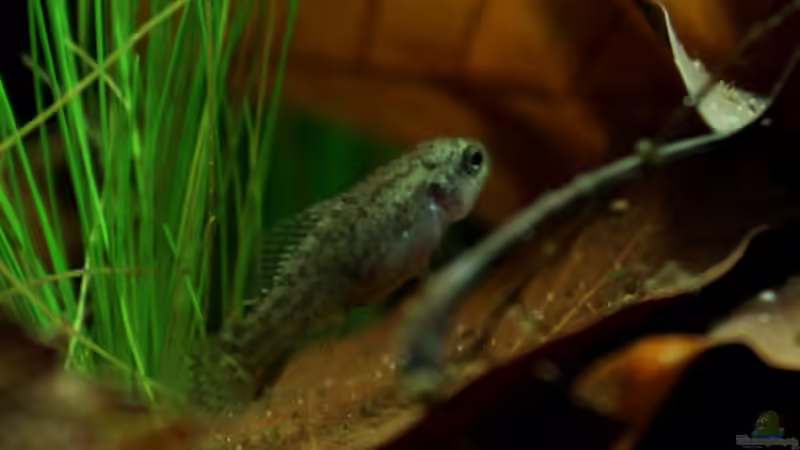 nochmal das Weibchen von die Perle... (44)