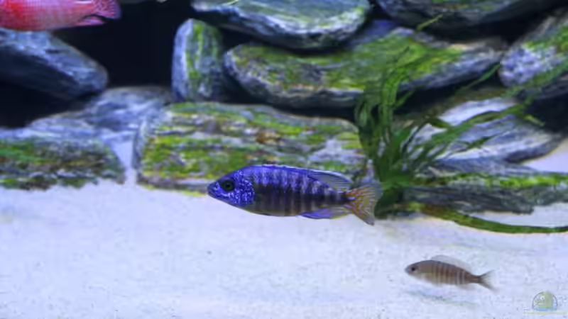 nochmal der Aul.ngahra mit Weib  von Klaus Fischer (21)