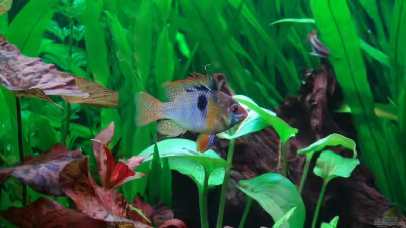 nochmal der coole Typ von Thomas Weyhofen (19)