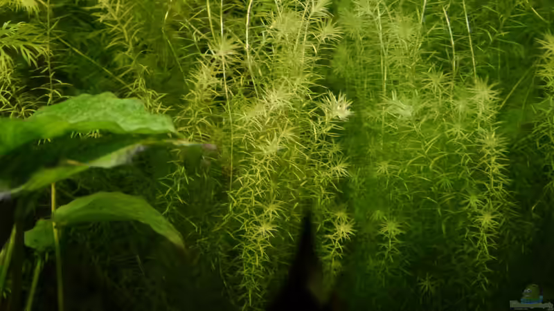 nochmal der Eisentest Mayaca fluviatilis von foxi (19)