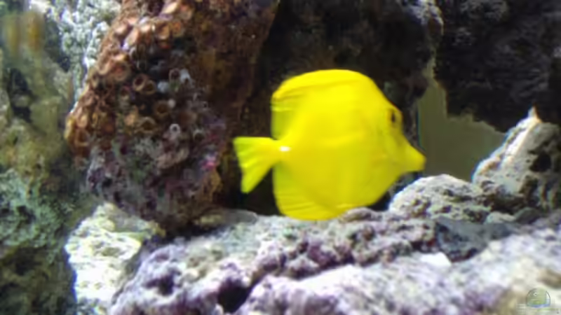 nochmal der gelbe von René Geisler (18)