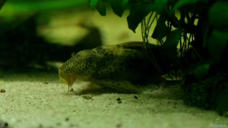 nochmal der L75 von Kyrea (10)