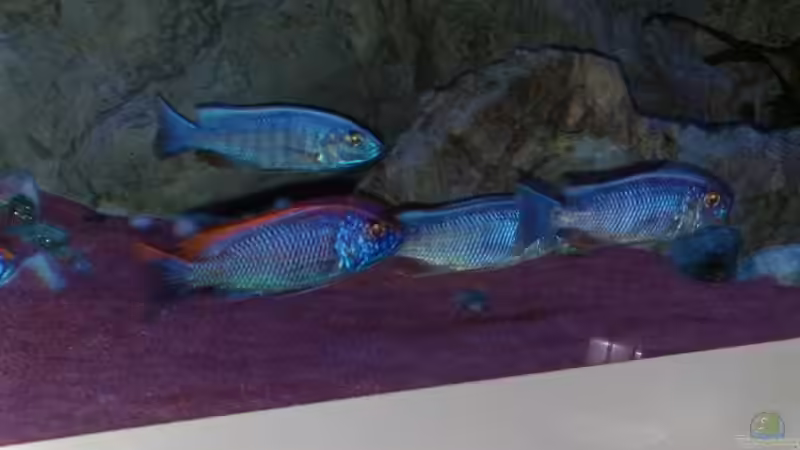 nochmal der litho mit den ahlis von Frank Hopp (71)