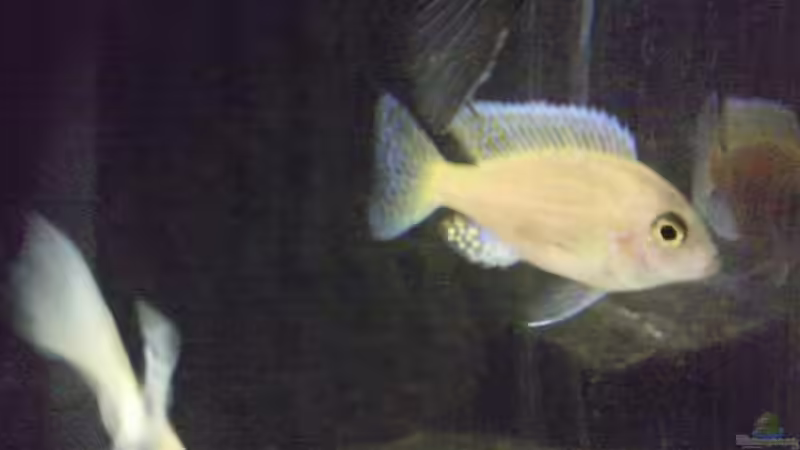 nochmal der Neue von Dt-Floppy (23)