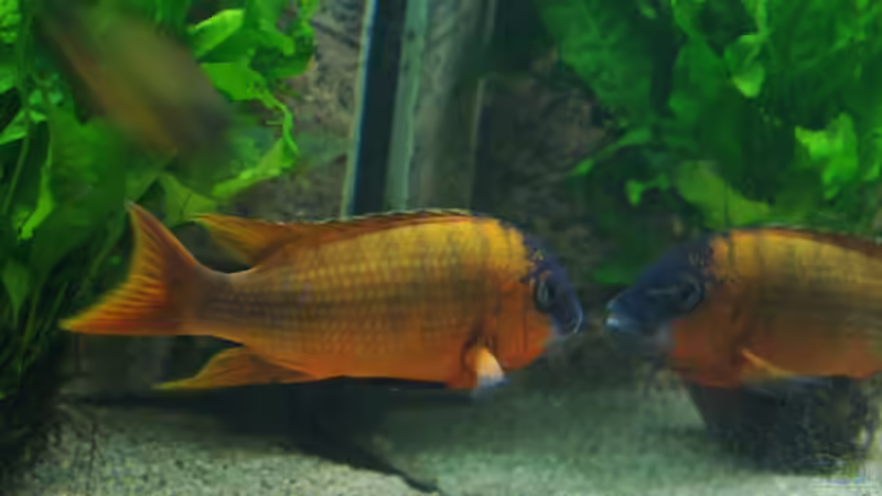 nochmal der Petro von Jens Beier (13)