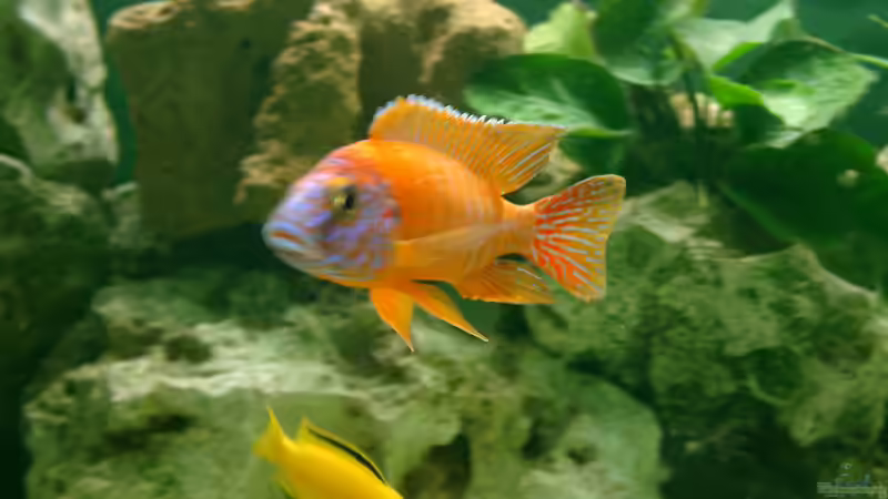 nochmal der Red Rubin und ein Yellow von Alexandra Bijok (12)