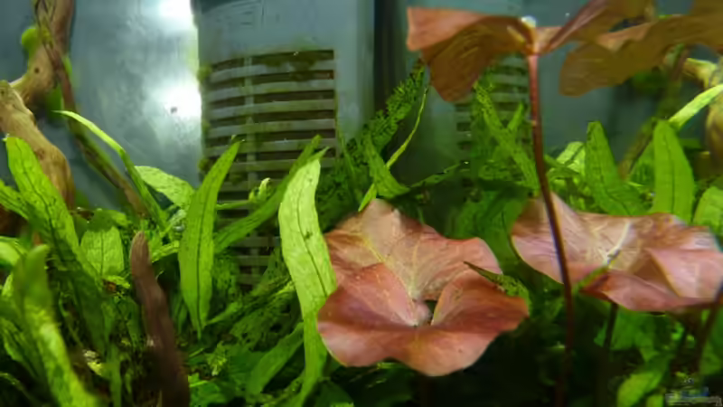 nochmal der Tigerlotus von Josef Braun (15)