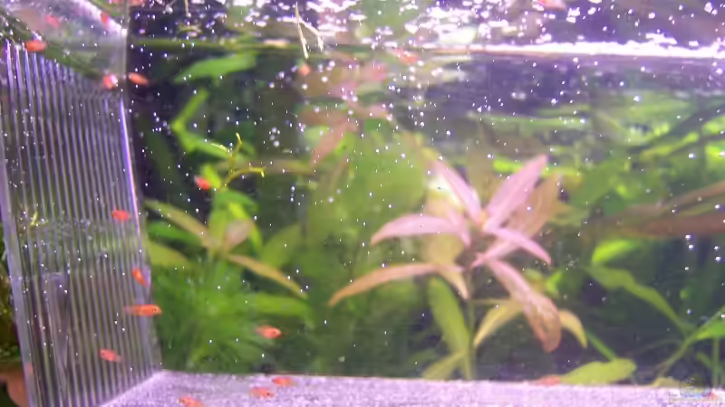 Nochmal die Babys im Aufzuchtbecken von Sebastian Seibold (18)