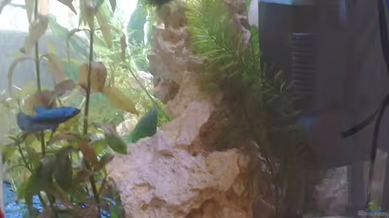 Nochmal die Filterseite mit der Sandbank für die Panzerwelse von *~Betty~* (4)