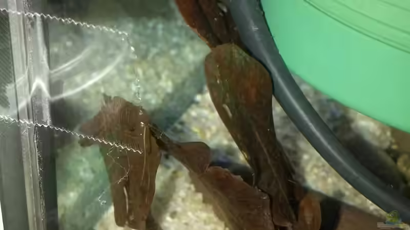 Nochmal die Minis  von Miss Kasimir (29)