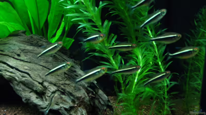 nochmal die Neons von matze81 (27)