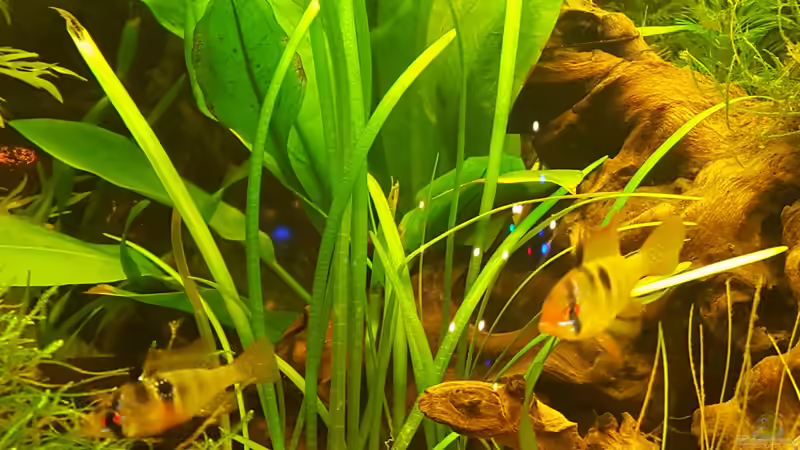 Nochmal die Ramirezis von painless Tdb-music (33)