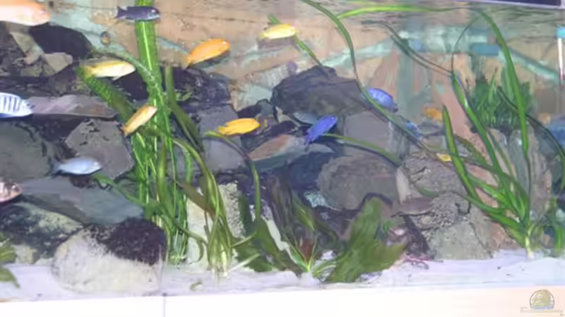 nochmal ein bisschen Getümmel von Mikey (44)