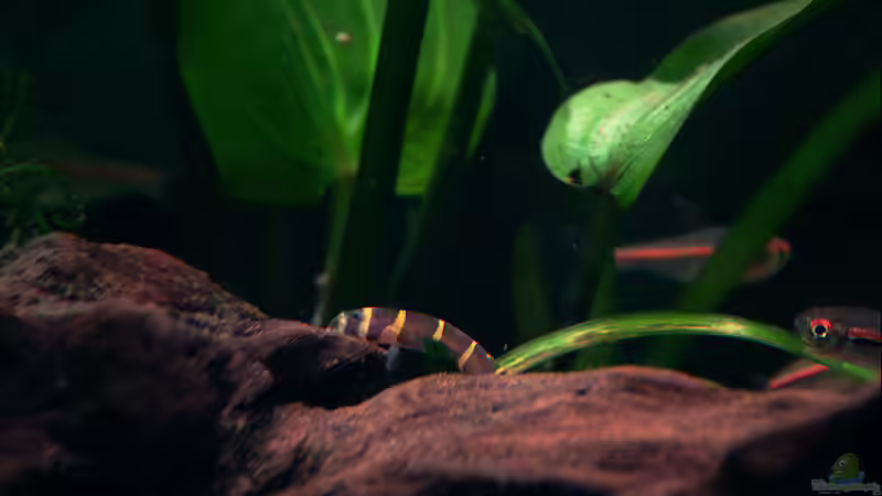 Nochmal ein kleines Dornauge. Die sind so niedlich, die kleinen Staubsauger :D . von vixen (34)