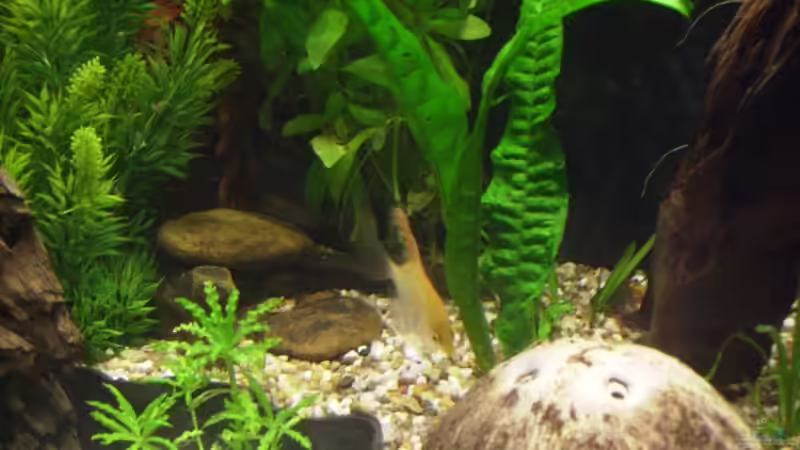 nochmal ein Skalar von Thomas Gornioczek (16)