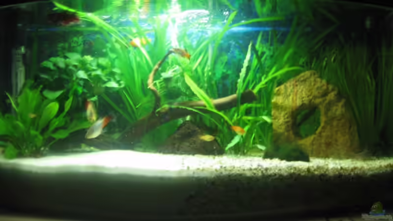 Nochmal eine Frontansicht von Henning Brinkmann (5)