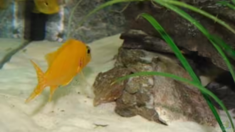 nochmal eine orchidee von malawi74 (35)