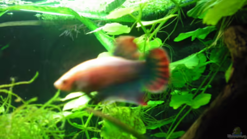 Nochmal Elvis von Thomas Ahrens (41)