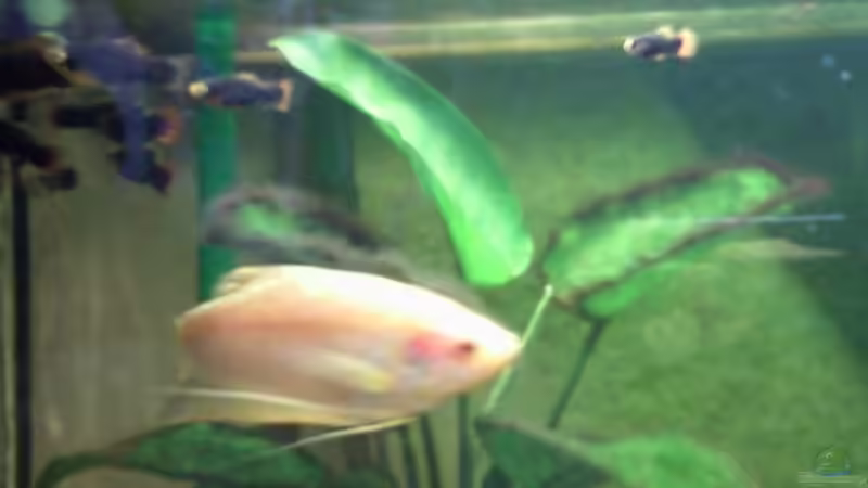 Nochmal Fadenfisch M. von mikael38 (27)