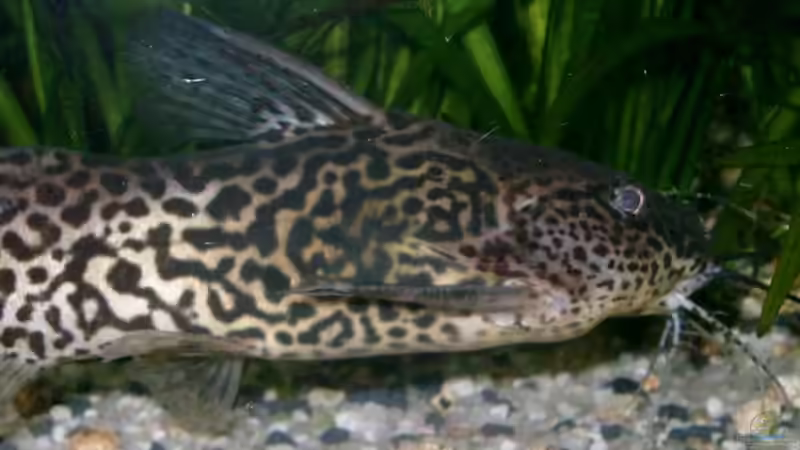 nochmal Fridolin von elbochos (18)