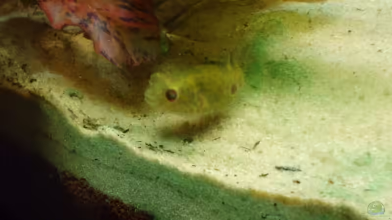 nochmal Günther von Susanne Simon (4)