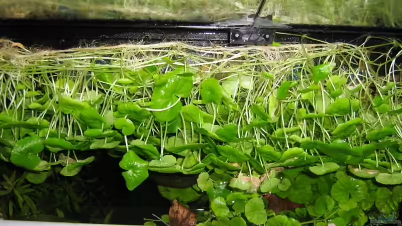 Nochmal Hydro emers von Aquarium-Bochum (8)