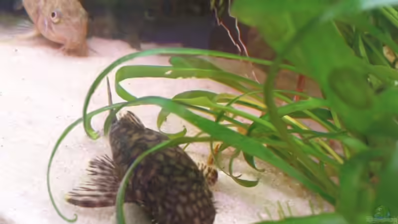 nochmal junger Antennenwels mit marmoriertem Panzerwels im Hintergrund von Maria Dicke (25)