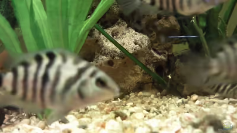 Nochmal Jungfische,etwas näher von mikael38 (31)