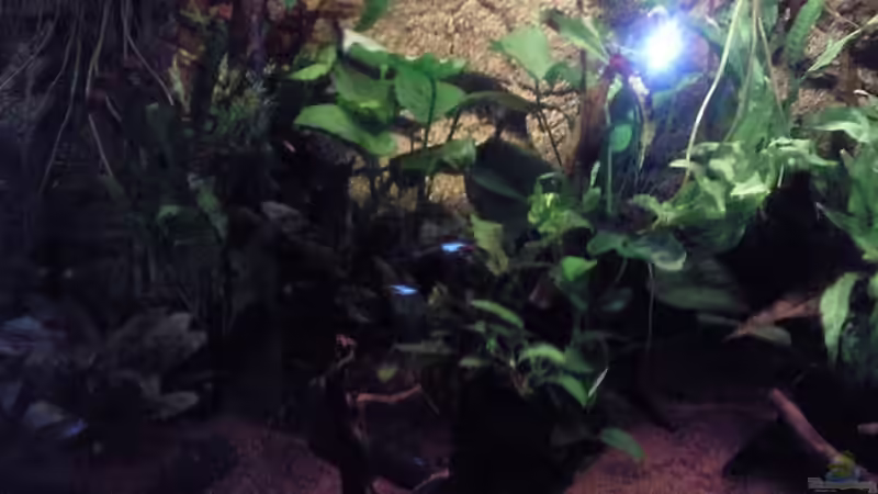 nochmal linke ecke des beckens von Frankyfisch (3)