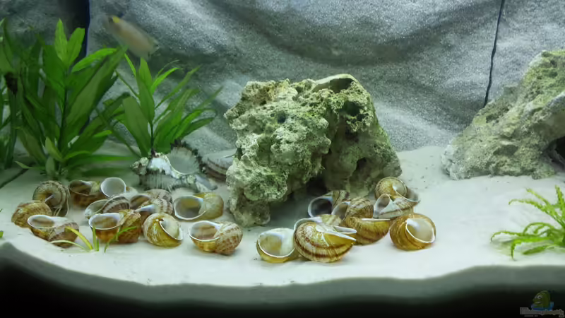 Nochmal linke Seite von SoNiC (6)