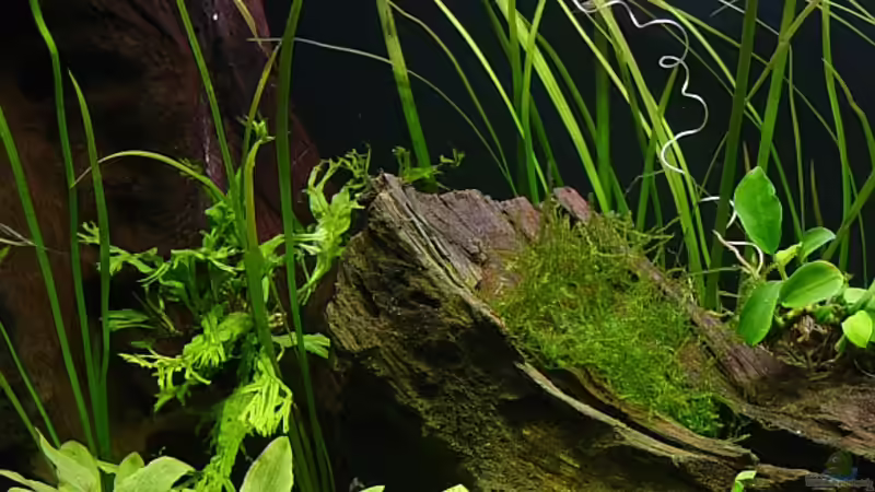 nochmal links, hinter der Wurzel ist das Carbo-Sandwich versteckt von Carsten Gutsche (5)