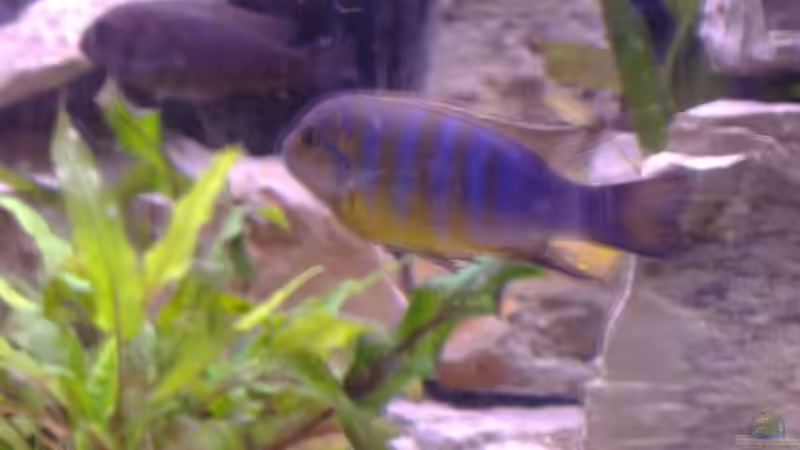 nochmal M. Long Pelvic M von Milatz Darian (25)