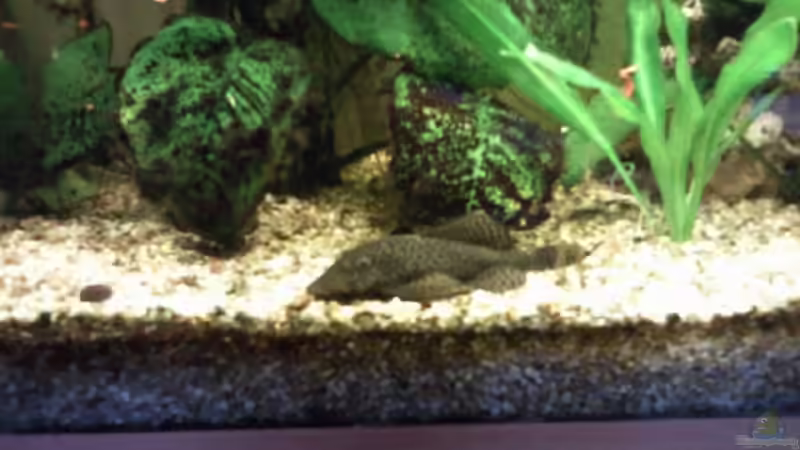 Nochmal mein Antennenwels M. von mikael38 (28)